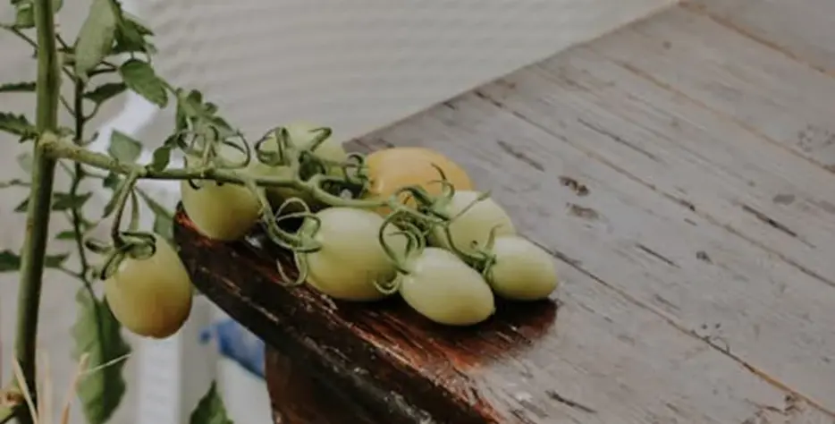 We grow fresh, organic produce using clean methods that protect nature, healthy food. We grow fresh, organic produce using clean methods that protect nature, healthy food.