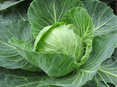 Cabbage is a leafy vegetable containing different nutrients that retains much of its crisp texture and mild flavor. Its versatility allows it to be used in salads, stir-fries, and traditional dishes for health reasons.