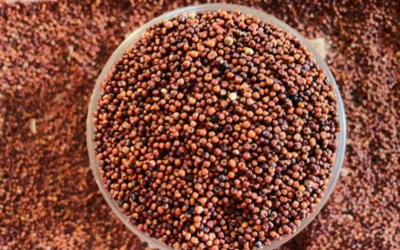 Ragi, also known as Nachni, is a powerhouse millet high in calcium, iron, and essential minerals that support strong bones and overall growth.