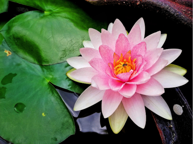 The lotus is a calm and sacred flower appreciated for its delicate pink or white petals that rise beautifully above water. It represents purity, peace, and spiritual awareness in many cultures.