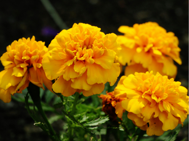 Marigold is a colorful, fragrant flower known for its bright golden and orange petals. It is commonly used in festivals, decorations, and rituals. This flower symbolizes positivity, warmth, and prosperity.