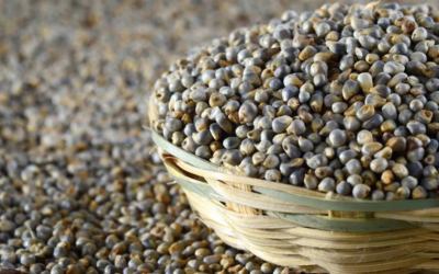 Pearl Millet (Bajra) is a powerhouse grain known for its rich nutritional value and natural warming properties.