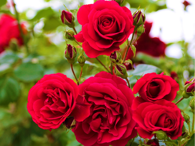 The rose is a classic symbol of beauty and love. It is admired for its soft petals and lovely scent. Available in various colors, it is valued for decoration, gifts, and special events.