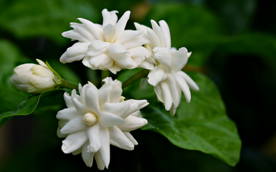 Arabian Jasmine (Mogra)