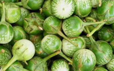 Aubergine _ EggPlant