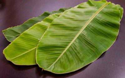 Banana Leaf
