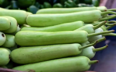 Bottle Gourd