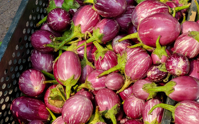 Brinjal