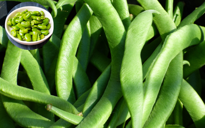 Broad Beans