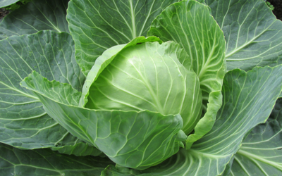 Cabbage