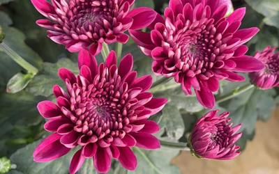 Chrysanthemum Flower (Pink)