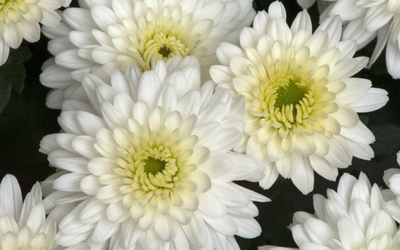 Chrysanthemum Flower (White)