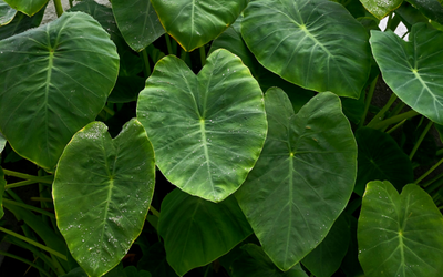 Colocasia Leaves