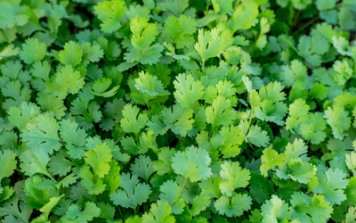 Coriander