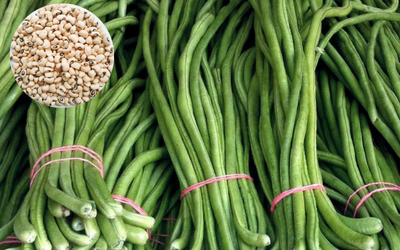 Cowpea Beans