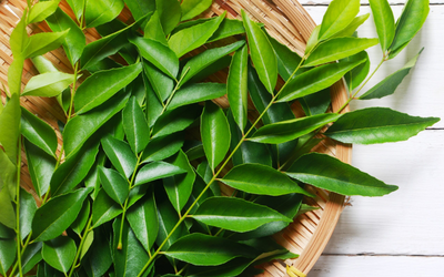Curry Leaves
