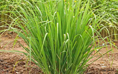 Cymbopogon citratus (Lemon Grass)