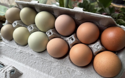 Free-Range _ Country Eggs