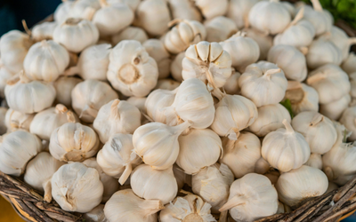 Garlic