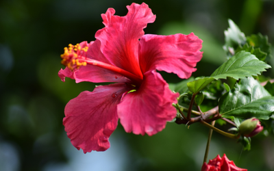 Hibiscus