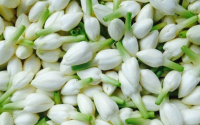 Jasmine