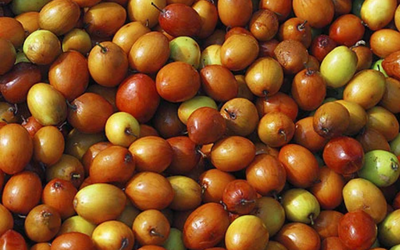 Jujube