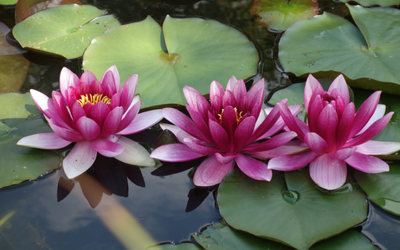 Lotus