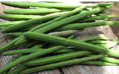 Moringa