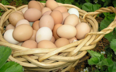 Organic Eggs