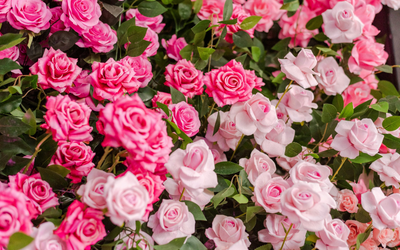 Roses (Pink)