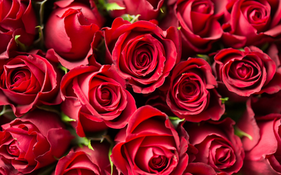 Roses (Roses)