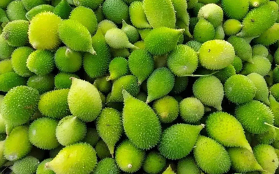 Spiny Gourd