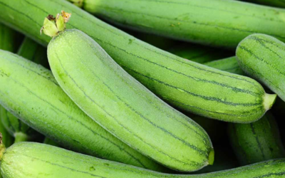 Sponge Gourd
