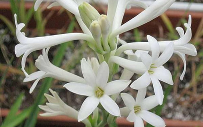 Tuberose