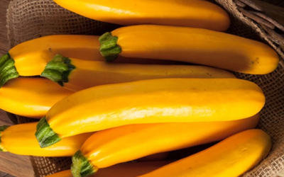 Zucchini (Yellow)